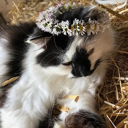 Wittinghof * Julbach