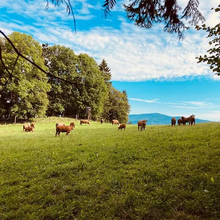 Wittinghof Daire Julbach