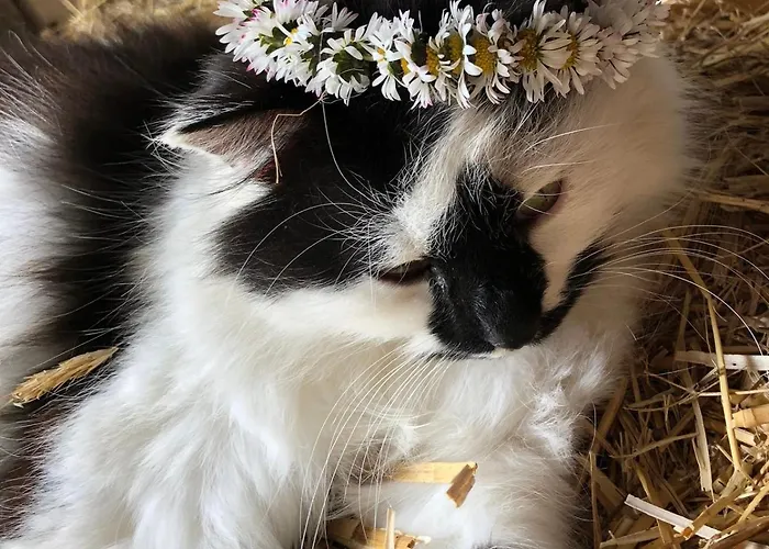 Wittinghof * Julbach