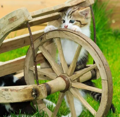 Daire Wittinghof Julbach