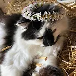 Wittinghof * Julbach