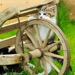 公寓 Wittinghof Julbach