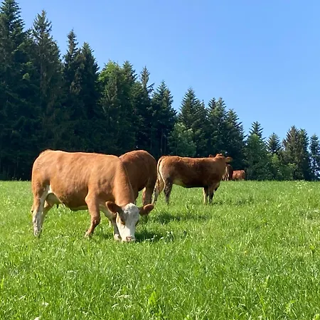 Apartament Wittinghof *