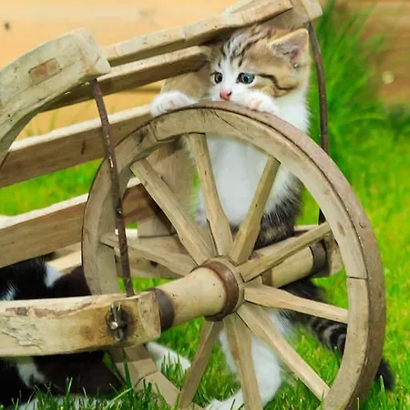 Apartament Wittinghof Julbach